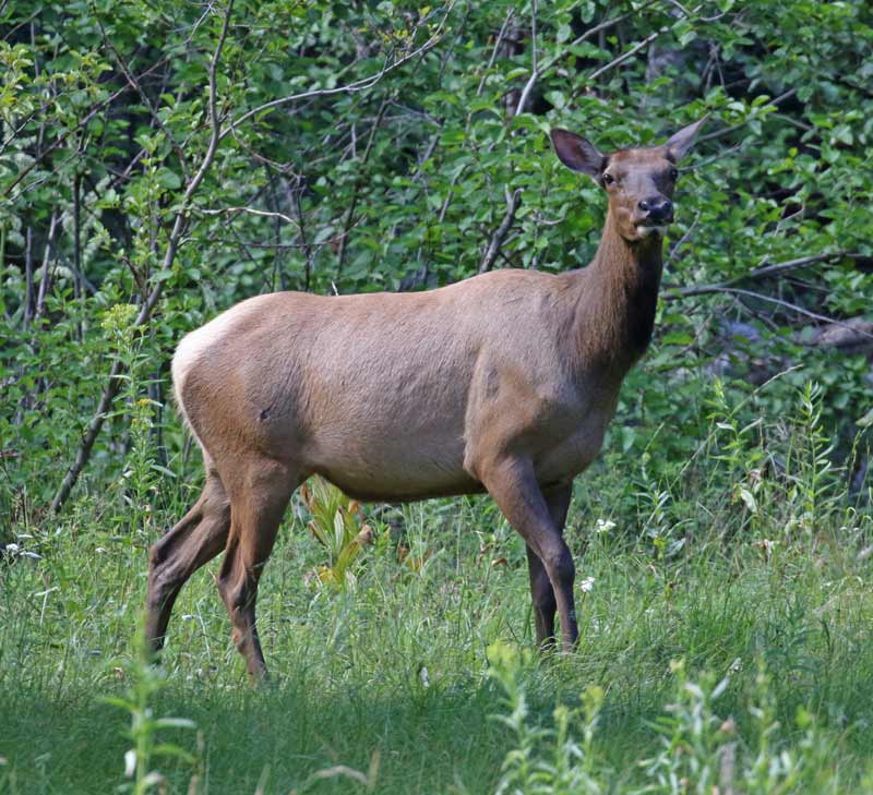 Elk