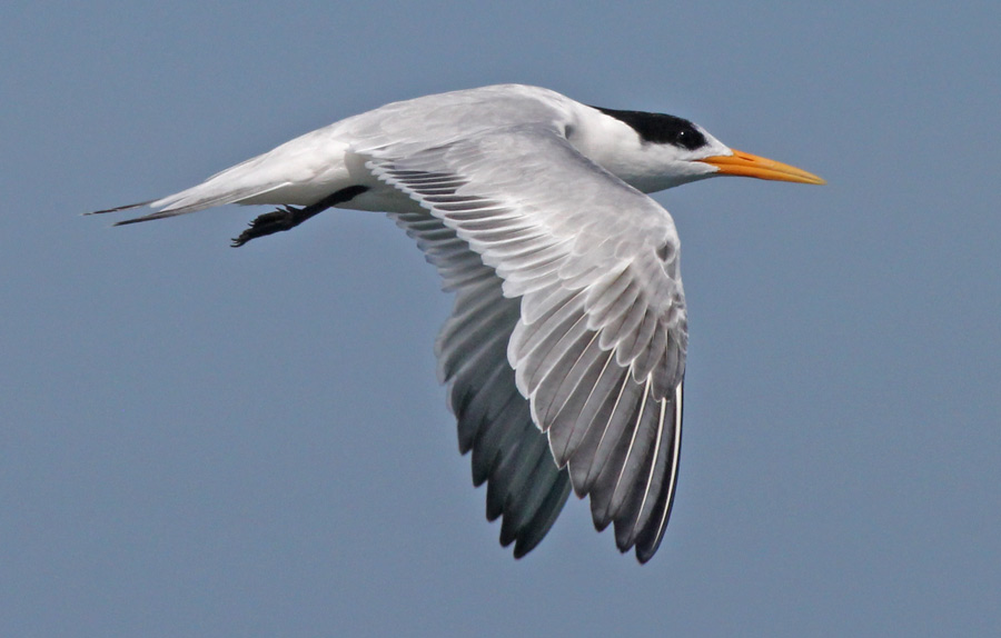 Elegant Tern (nonbreeding in flight)