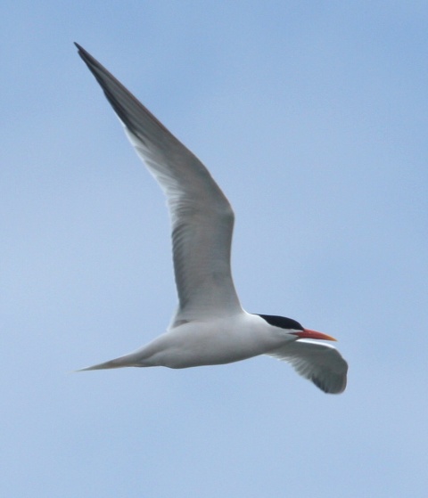 Elegant Tern photo #2