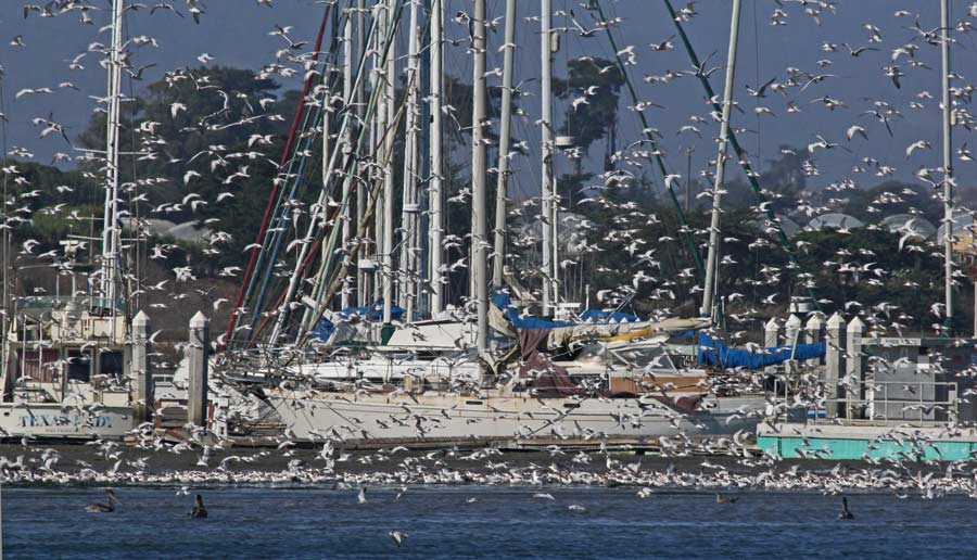 Elegant Tern (nonbreeding in flight)