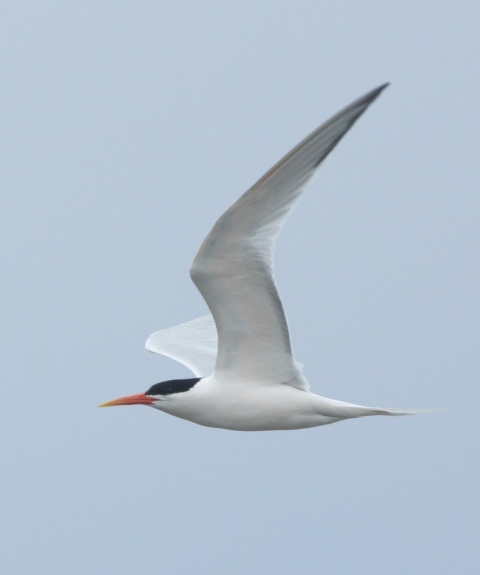 Elegant Tern photo #1