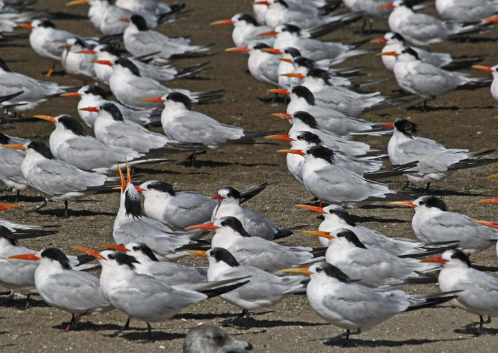 Elegant Tern (nonbreeding adult)