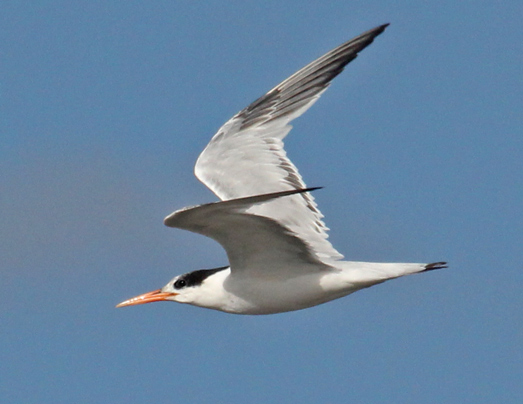 Elegant Tern (nonbreeding in flight)