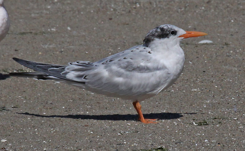 Elegant Tern (juvenile)