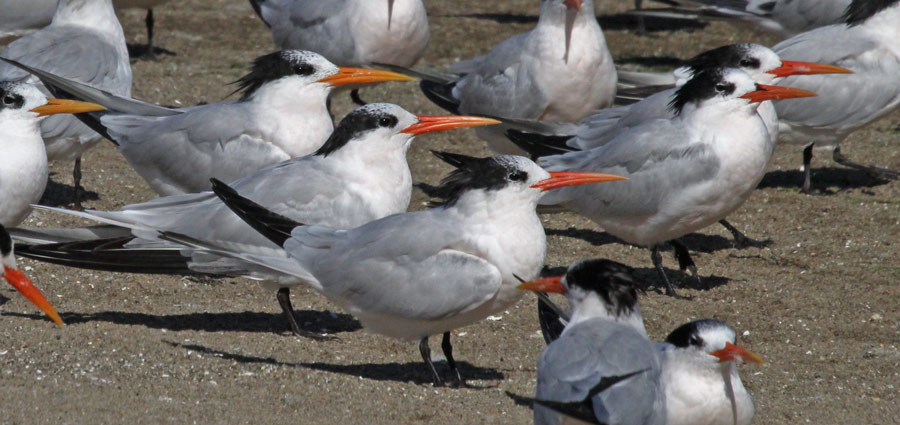 Elegant Tern (nonbreeding adult)