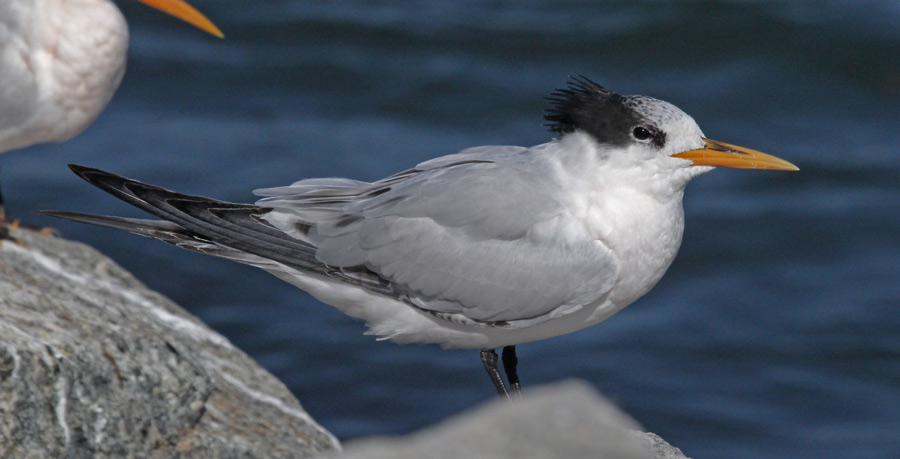 Elegant Tern (juvenile)