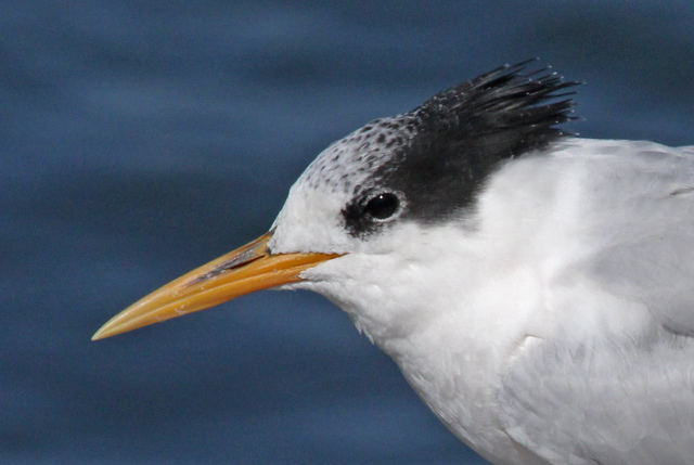 Elegant Tern (juvenile)
