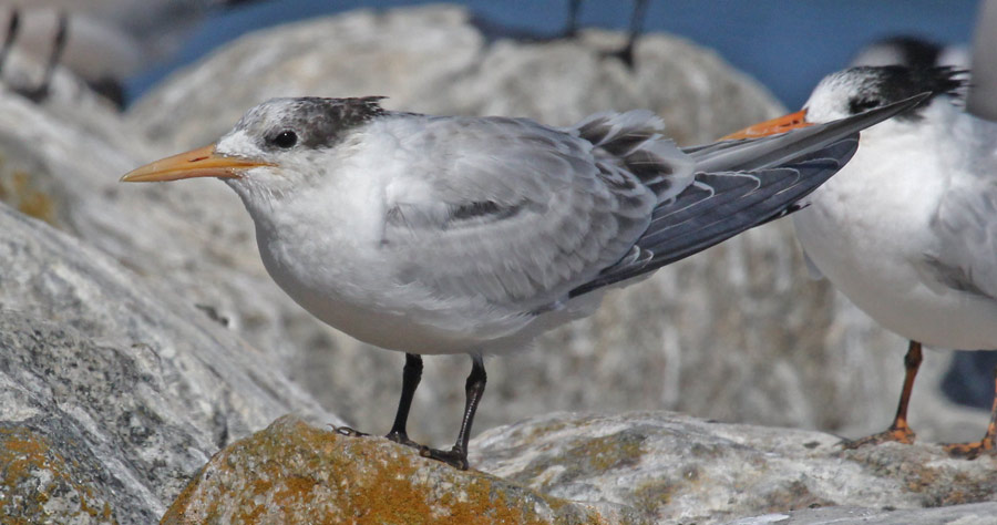 Elegant Tern (juvenile)