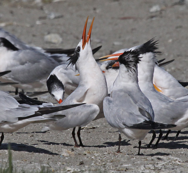 Elegant Tern (nonbreeding adult)