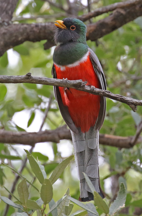 Black-chinned Hummingbird