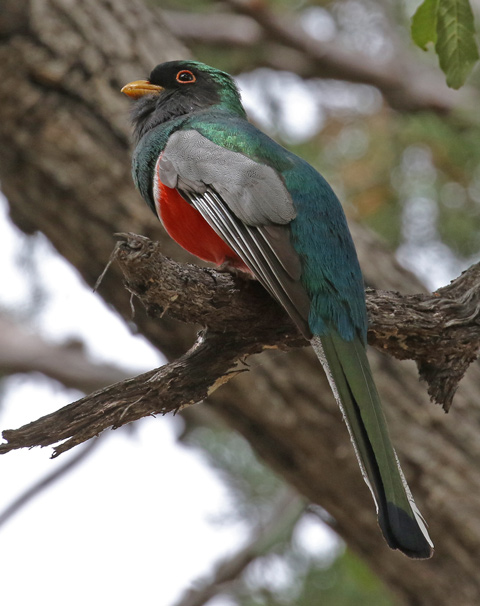 Black-chinned Hummingbird