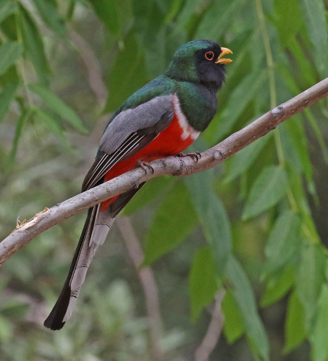 Black-chinned Hummingbird