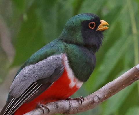 Black-chinned Hummingbird