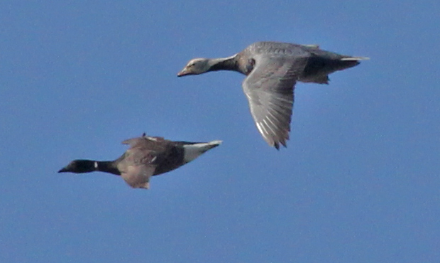 Emperor Goose (adult)
