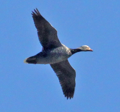 Emperor Goose (adult)