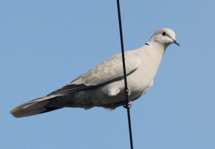 Eurasian Collareddove Salineno, Texas