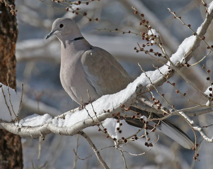Eurasian Collareddove Salineno, Texas