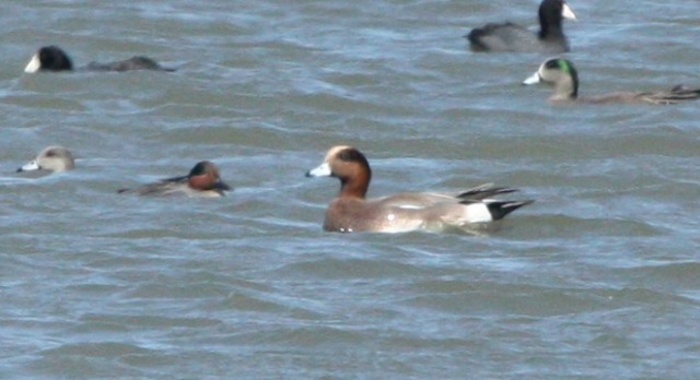 Eurasian Wigeon X American Wigeon hybrid