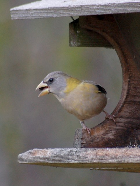 Evening Grosbeak (female)