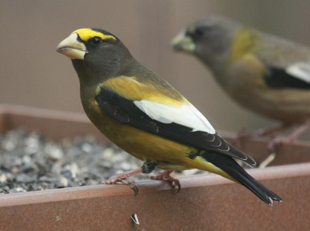 Evening Grosbeak photo #5