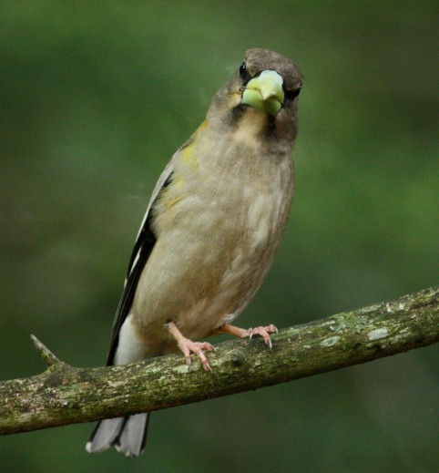 Evening Grosbeak (adult female)
