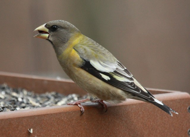 Evening Grosbeak (female)