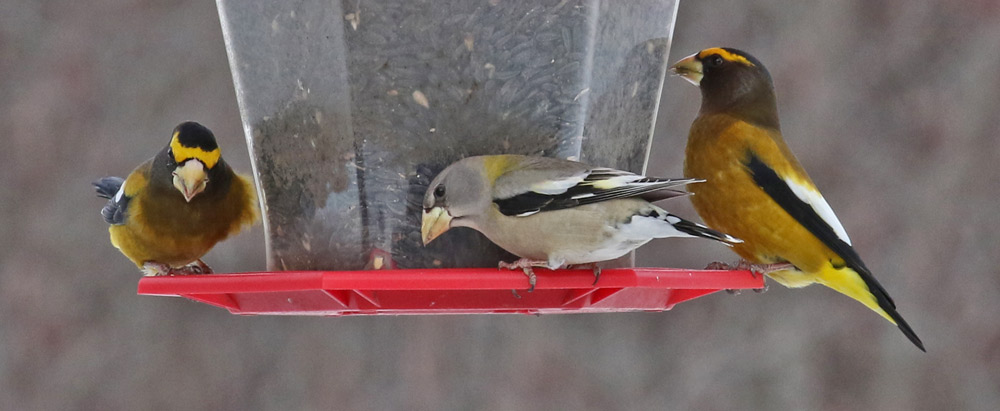 Evening Grosbeak