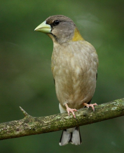 Evening Grosbeak (adult female)