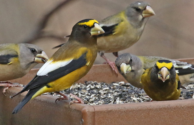 Evening Grosbeak photo #1