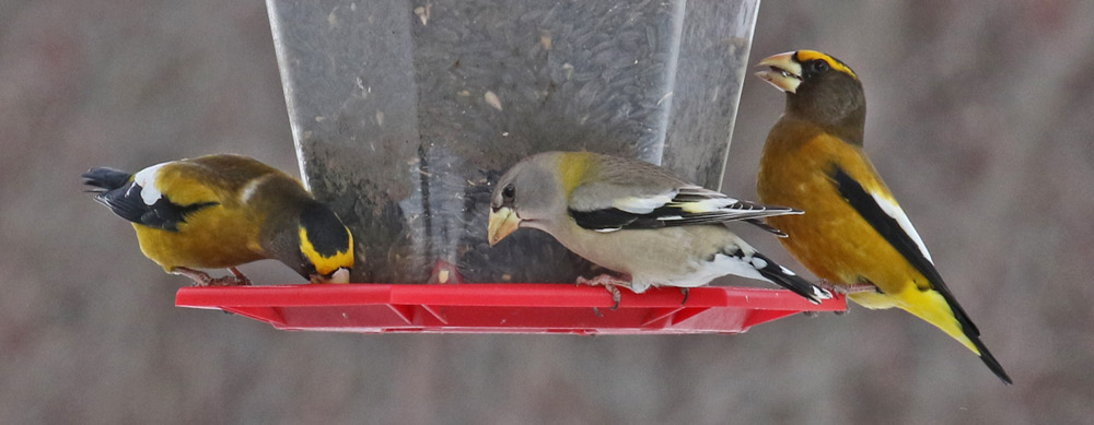 Evening Grosbeak