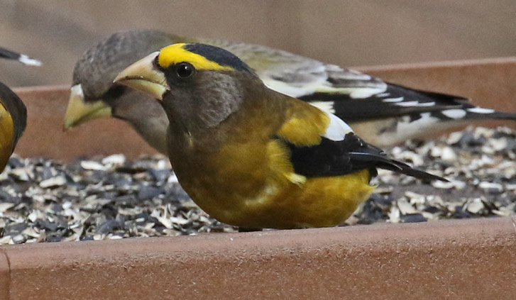 Evening Grosbeak photo #2