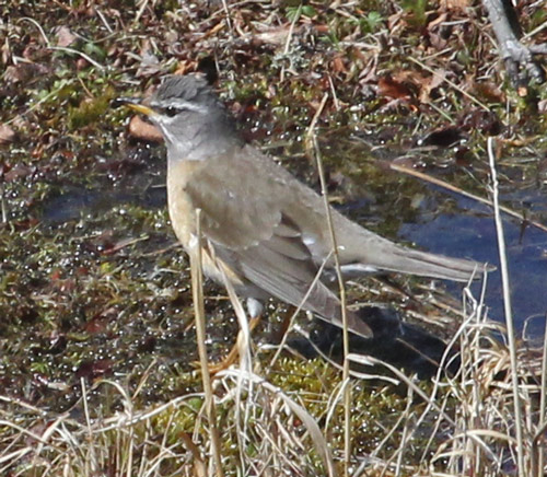 Eyebrowed Thrush