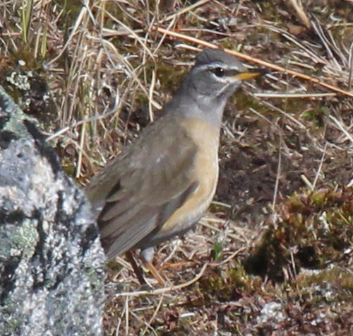 Eyebrowed Thrush