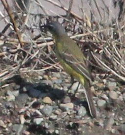 Eastern Yellow Wagtail