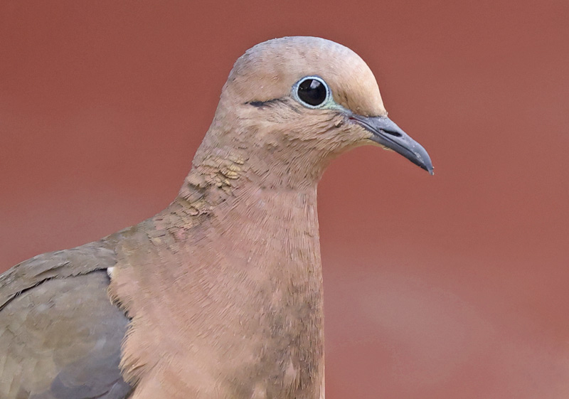 Eared Dove