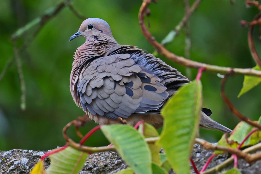 Eared Dove