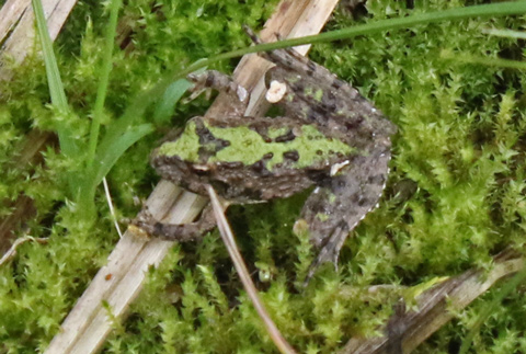 Eastern Cricket Frog