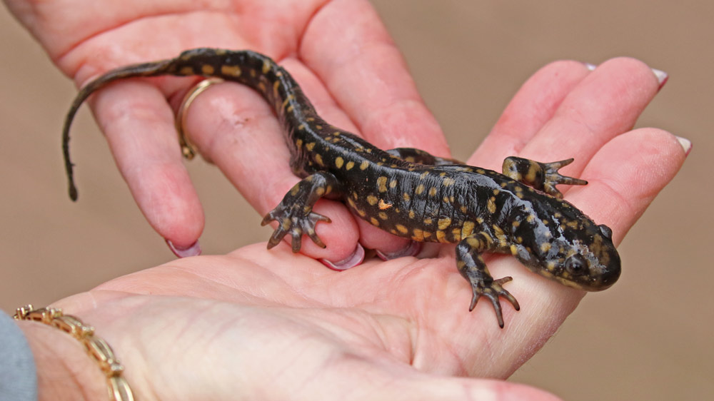 Eastern Tiger Salamander