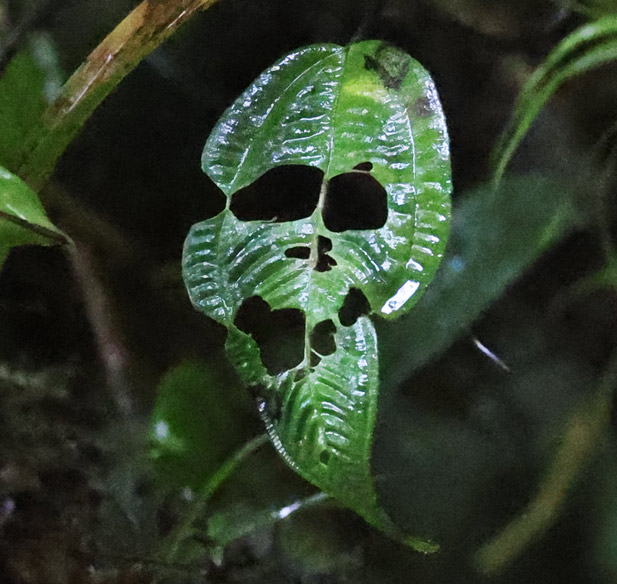 Skull leaf=