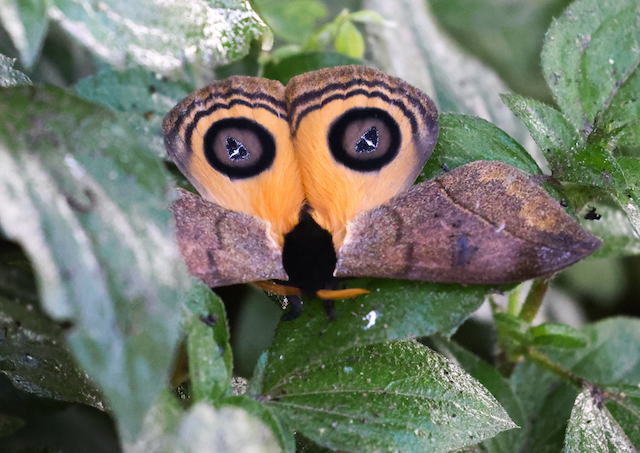 A moth that mimics an owl's eyes