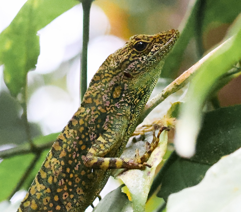 A very large lizard with a great name - Hippie Anole