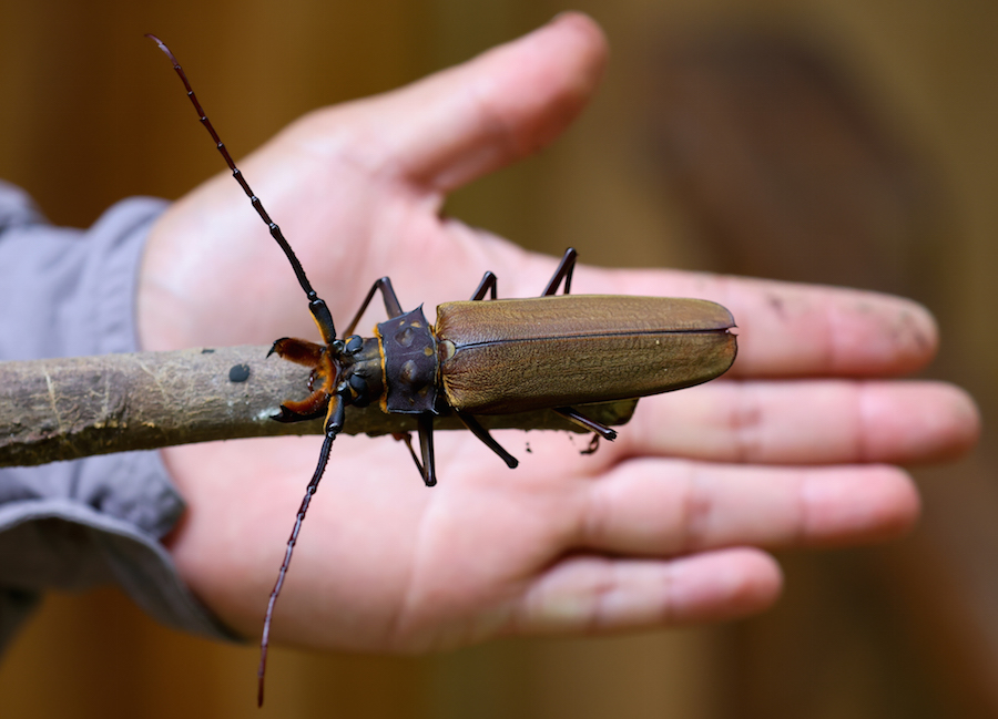 This beetle's body was over for inches long