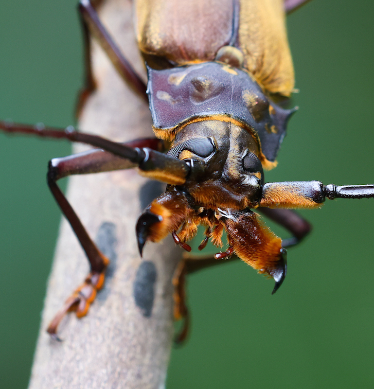 This beetle's body was over for inches long