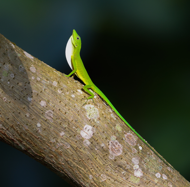 One of several lizard species on this trip