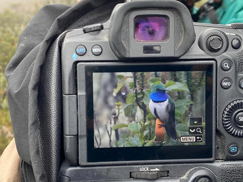 A shot of the Blue-throated Hillstar on the back of my camera