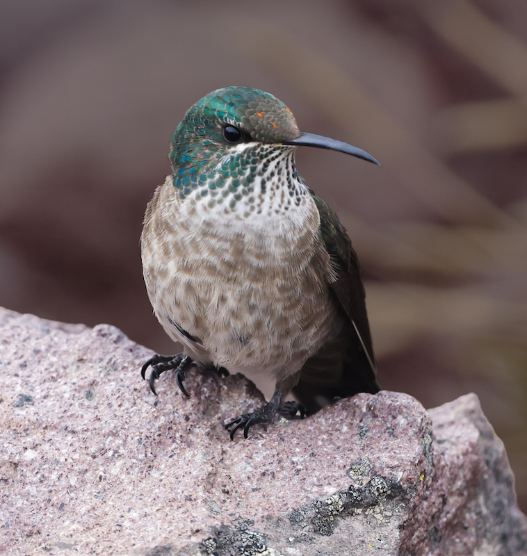 Ecuadorian Hillstar