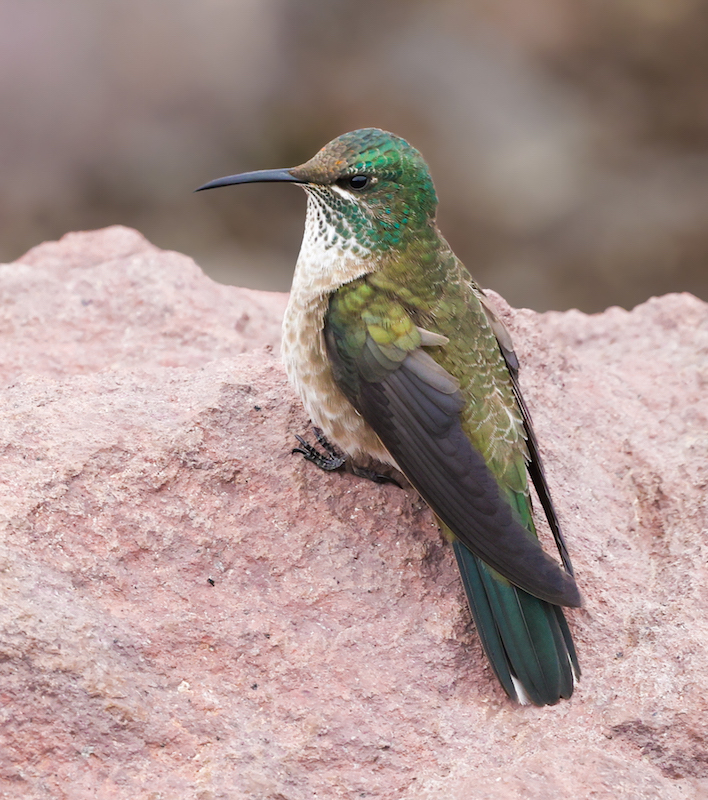 Ecuadorian Hillstar