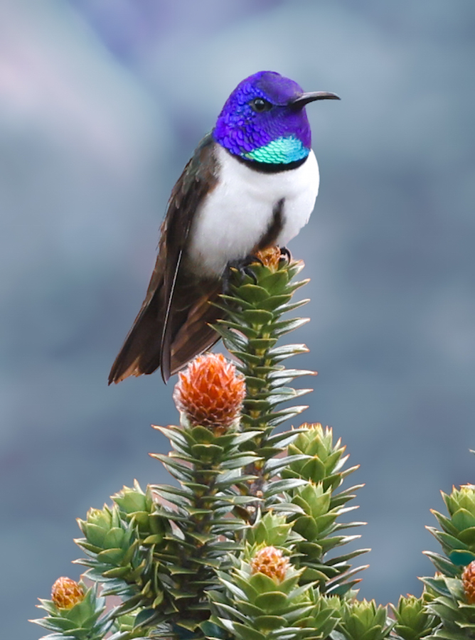 Ecuadorian Hillstar
