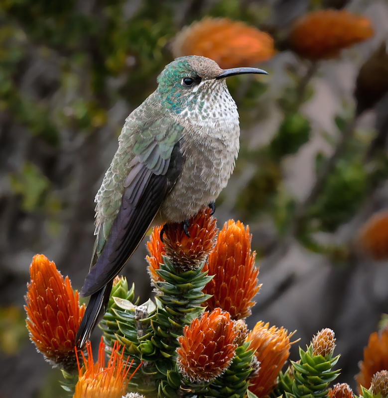 Ecuadorian Hillstar