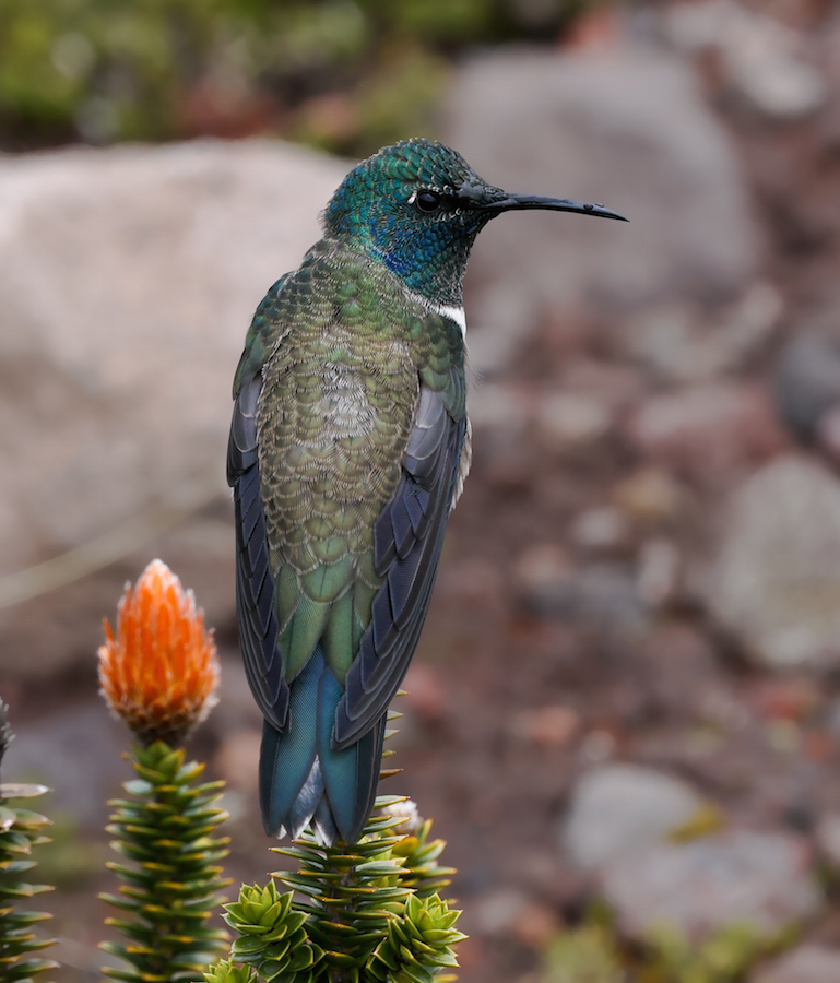 Ecuadorian Hillstar
